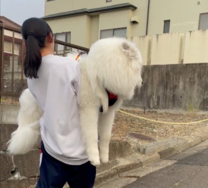 お散歩拒否