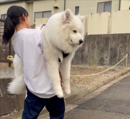 サモエド
