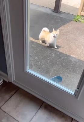 戻ってくる犬
