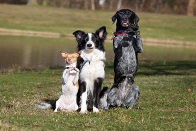 立ち上がる三匹の犬