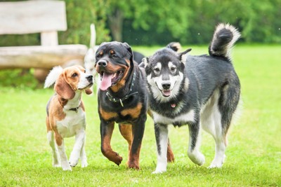 並んで歩く3頭の犬