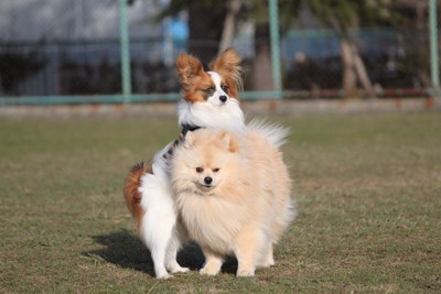 ポメラニアンに手をかけるパピヨン