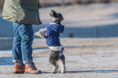 遊んでほしい犬