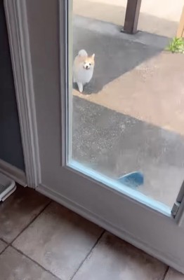 振り返る犬