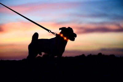 夜に散歩する犬の影