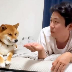 ベッドで犬たちと『OLごっこ』した結果…まるでコントのような『仕方なく付き合ってあげる光景』が190万再生「解像度高すぎ」「同期かな?」
