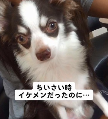 子犬のLiaくん