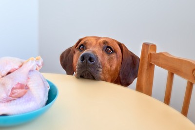生の鶏肉と犬