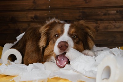 犬の誤飲誤食