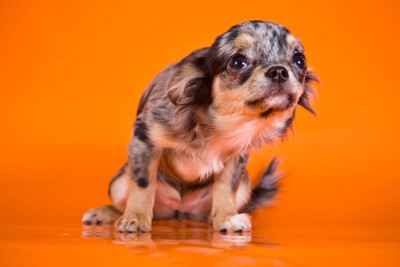耳を倒して震える犬
