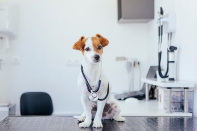 診察台に乗る犬