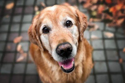 笑顔のシニア犬のゴールデンリトリーバー