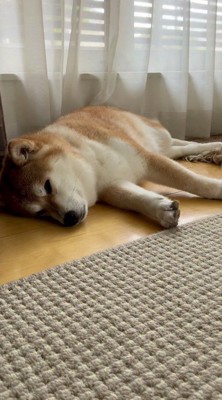 床に寝転ぶ犬