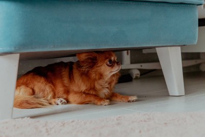 不安そうに伏せる犬