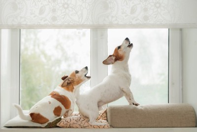 窓辺で吠える犬2匹