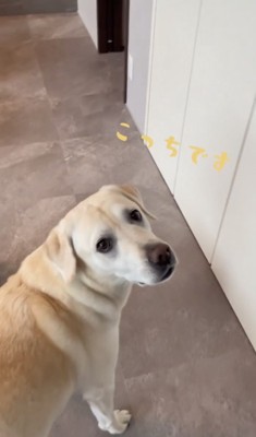 「ご案内します！」