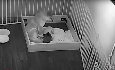 見守るお母さん犬