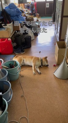 廊下に寝そべる犬