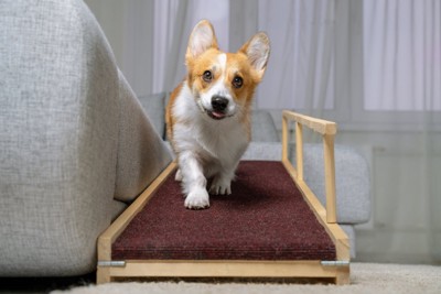 ソファスロープを下る犬
