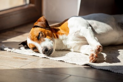 横向きで寝ている犬