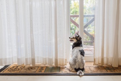 窓辺に座って振り向く犬