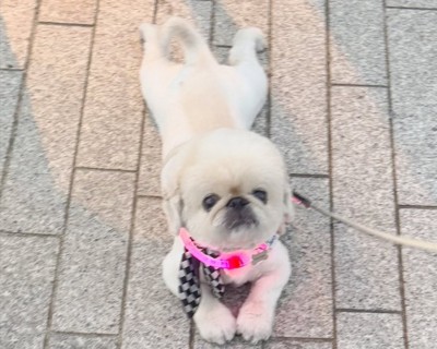 可愛すぎる