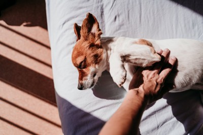 お腹を見せて安心する犬