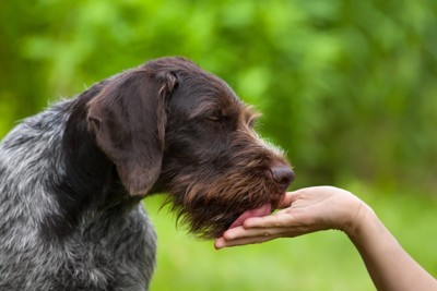 飼い主の手を舐める犬