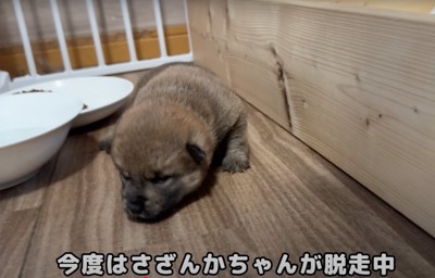別の赤ちゃん犬が脱走中！