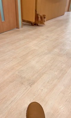 反対方向へ歩くゆいるくん