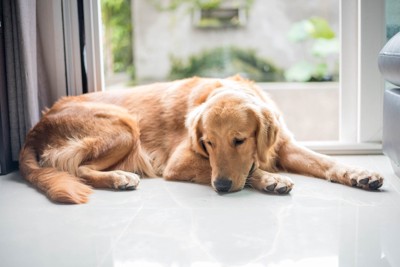 元気のなさそうな犬