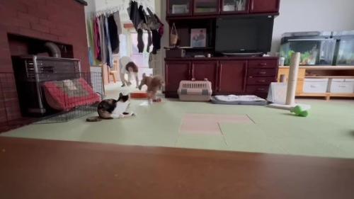 ペットカメラに映っていたのは…