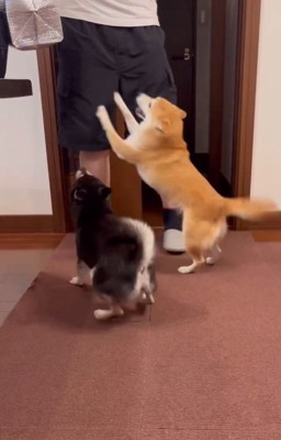熱烈歓迎の2匹