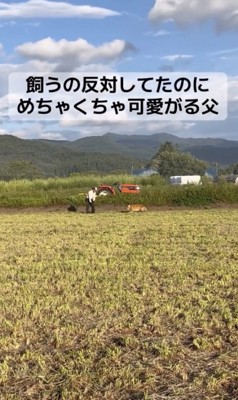 「おとうさーん！」