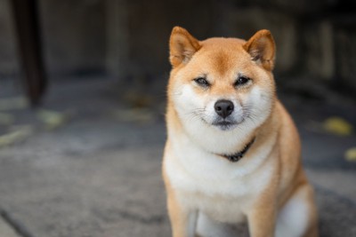 真顔で見つめる柴犬