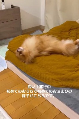 ポメラニアンのゆいるくん