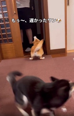 喜ぶ2匹