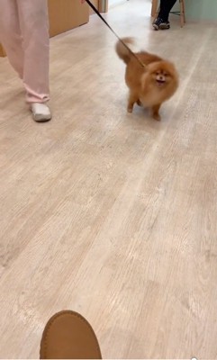 駆け寄るゆいるくん