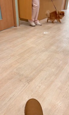 リードを引っ張るゆいるくん