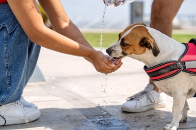 人の手からお水を飲む犬