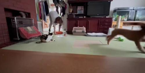 お母さんとわんこが鬼ごっこ