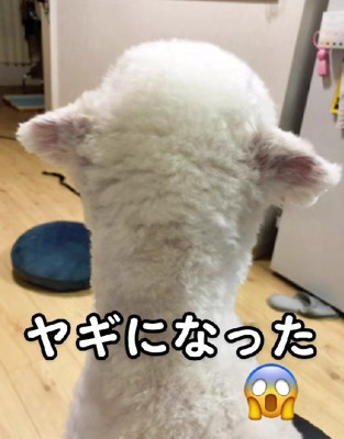 後ろ姿もヤギ