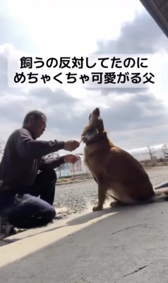 ブラシは牛用（新品）