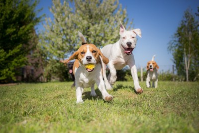 楽しそうに遊んでいる犬