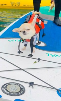 コマさんのハプニング6
