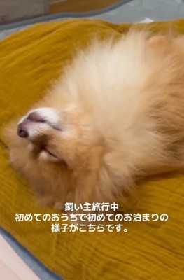 ヘソ天で眠るゆいるくん