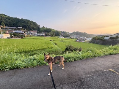 威風堂々