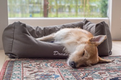 クッションで寝ている犬