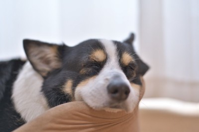 ベッドの縁に頭を乗せて眠る犬