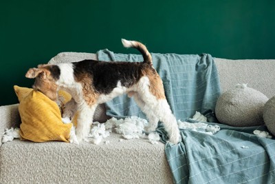 クッションを破壊している犬